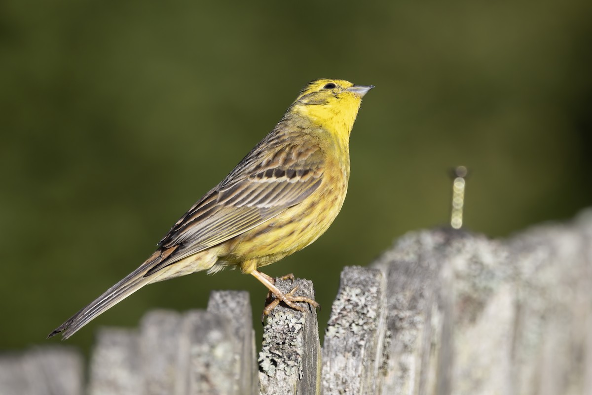 Yellowhammer - Delfin Gonzalez