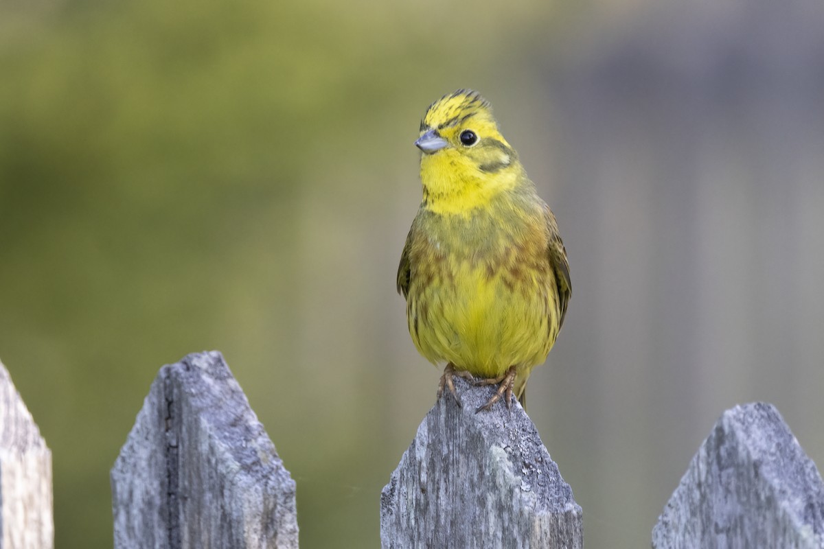 Yellowhammer - Delfin Gonzalez