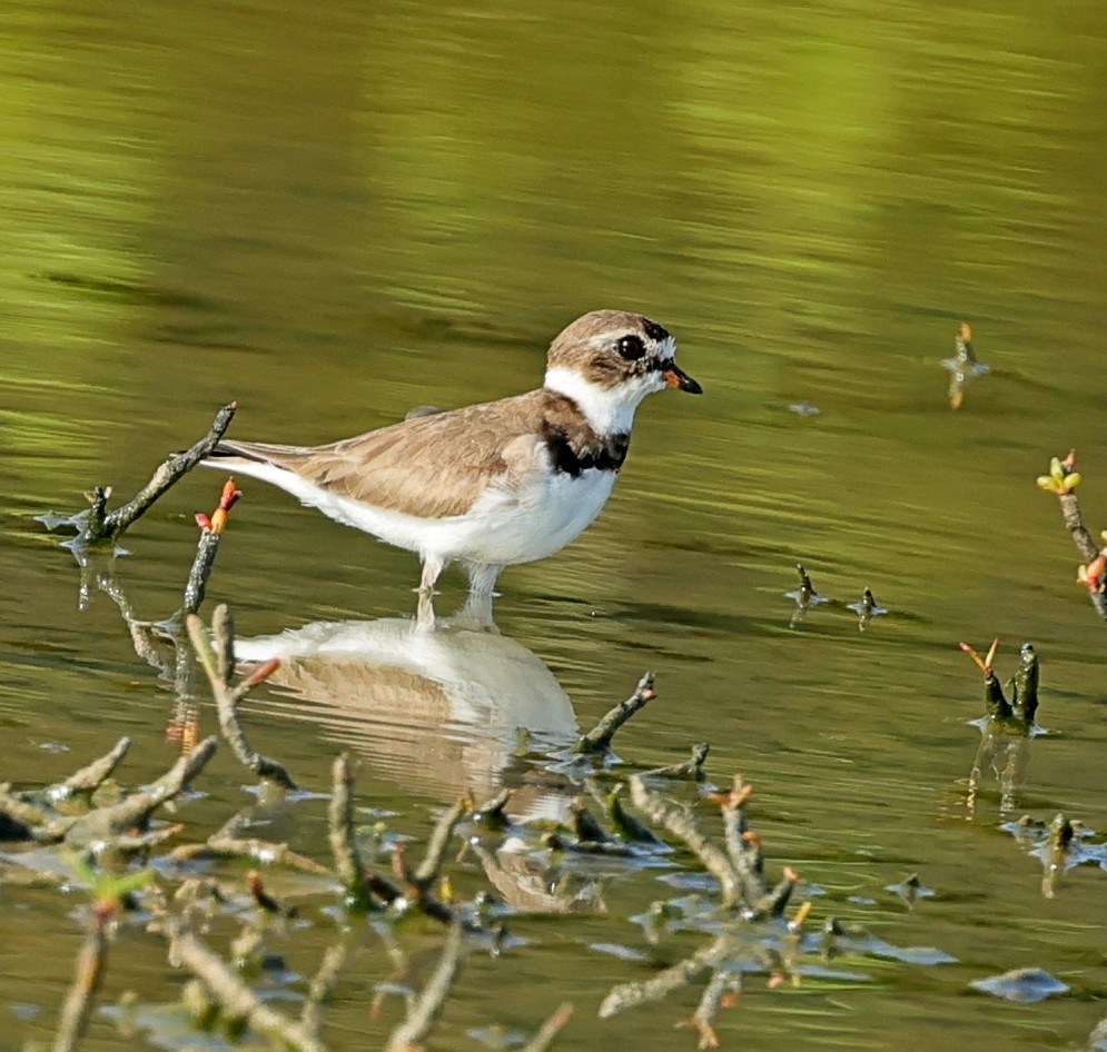 Semipalmated Plover - Maciej  Kotlarski