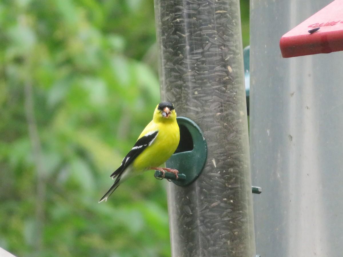 American Goldfinch - Bruce Kronmiller