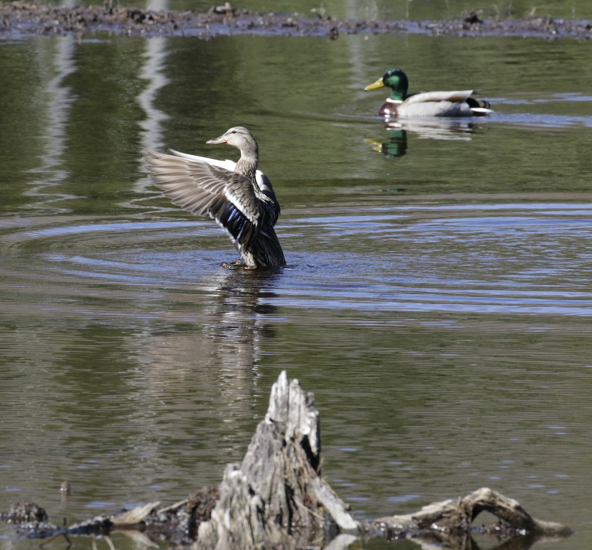 Mallard - Glen Chapman