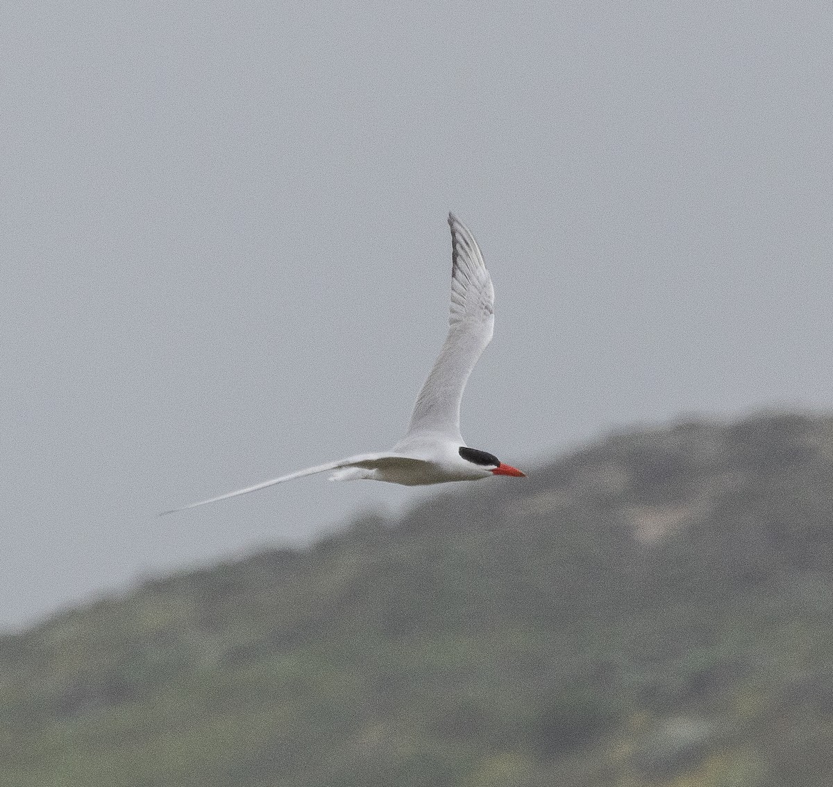 Caspian Tern - Tom Younkin