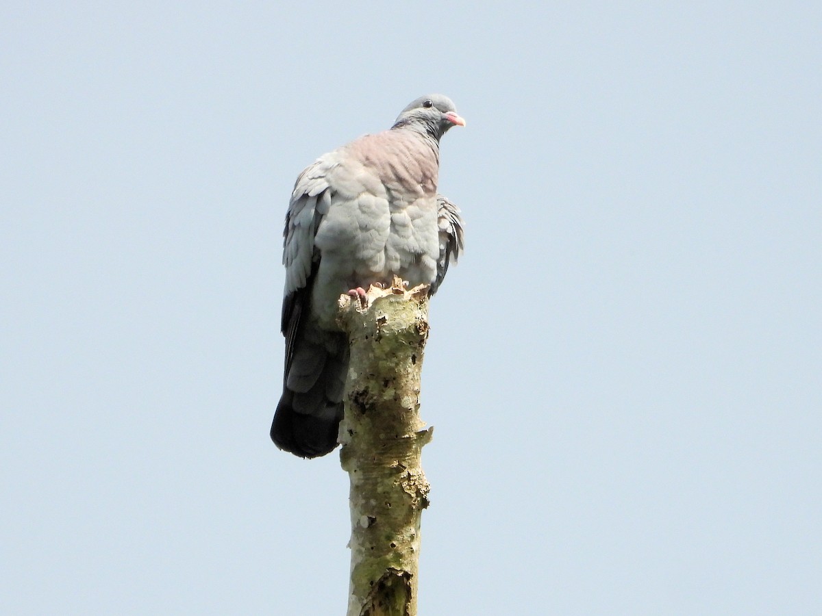 Stock Dove - Martin Rheinheimer