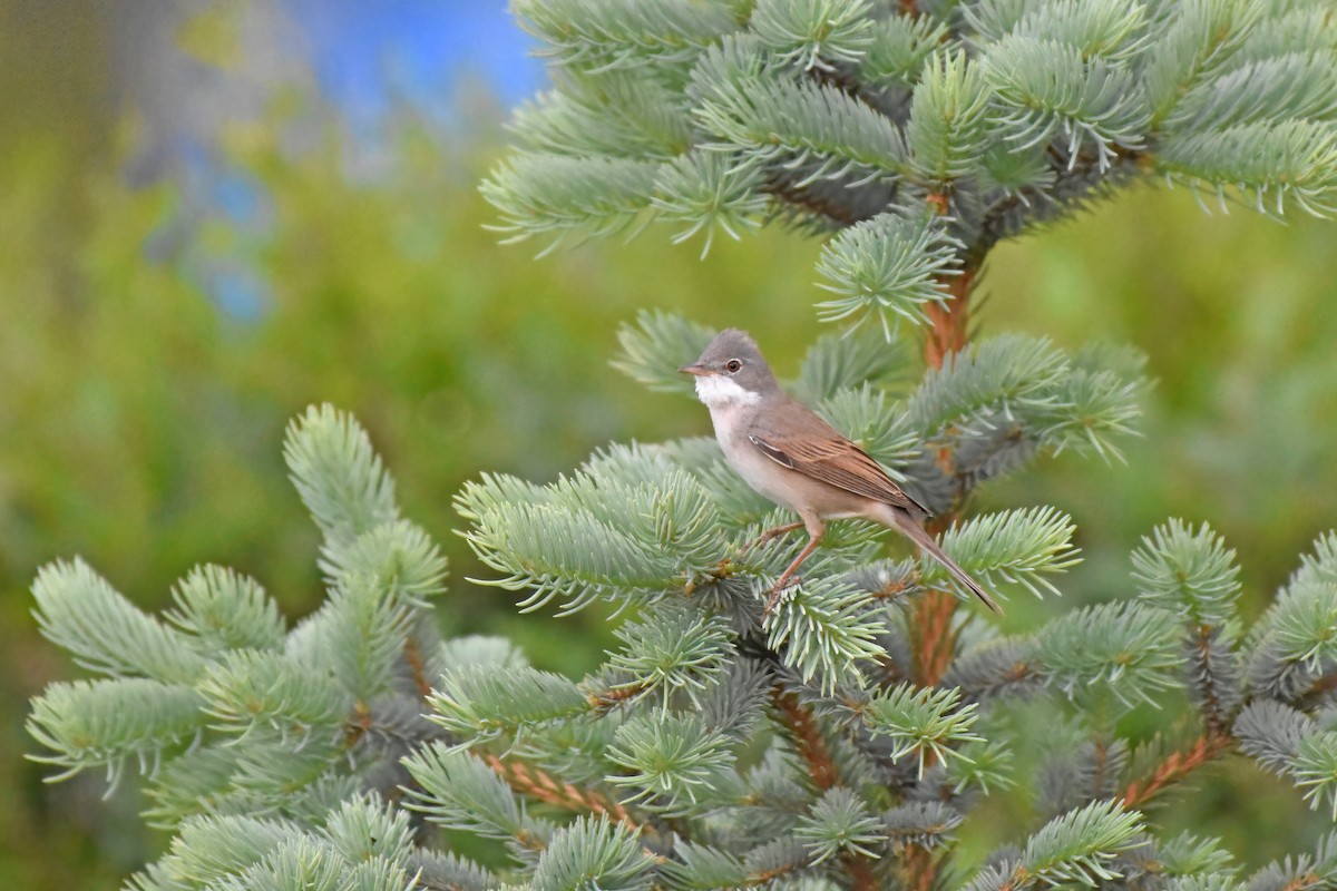 Greater Whitethroat - ML619486235