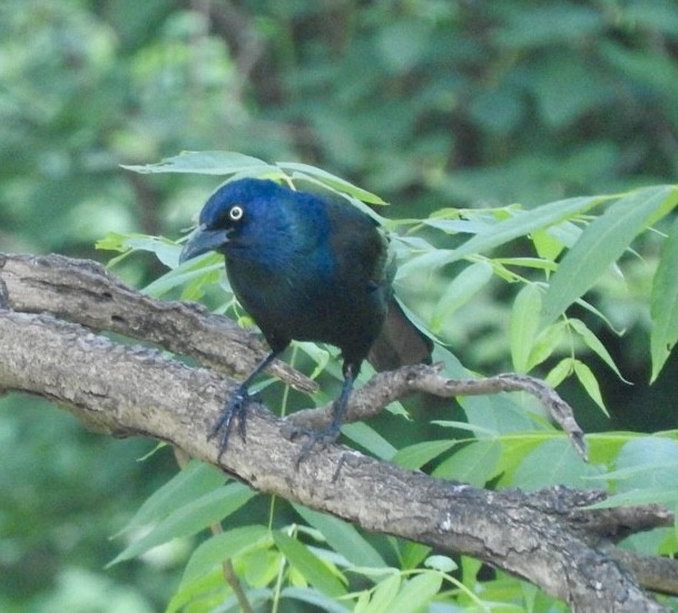 Common Grackle - Barbara Paulus