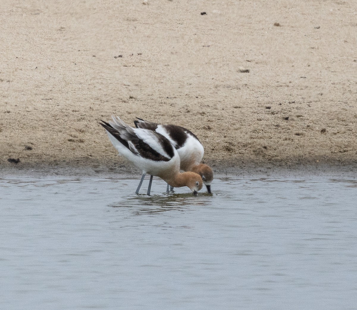 American Avocet - Tom Younkin