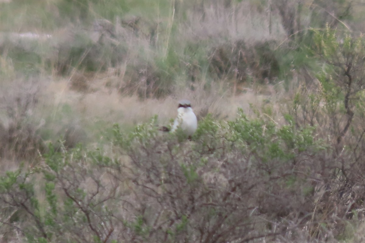 Loggerhead Shrike - Mike Lesnik