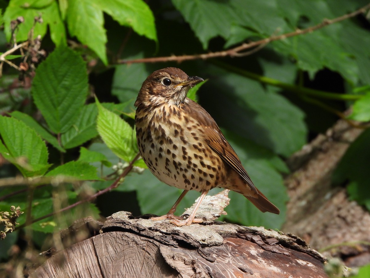 Song Thrush - Haydee Huwel