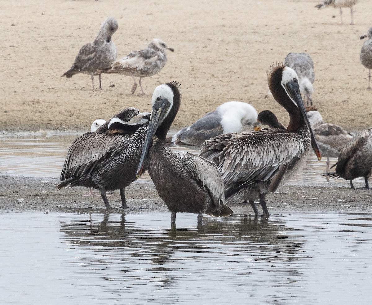 Brown Pelican - Tom Younkin