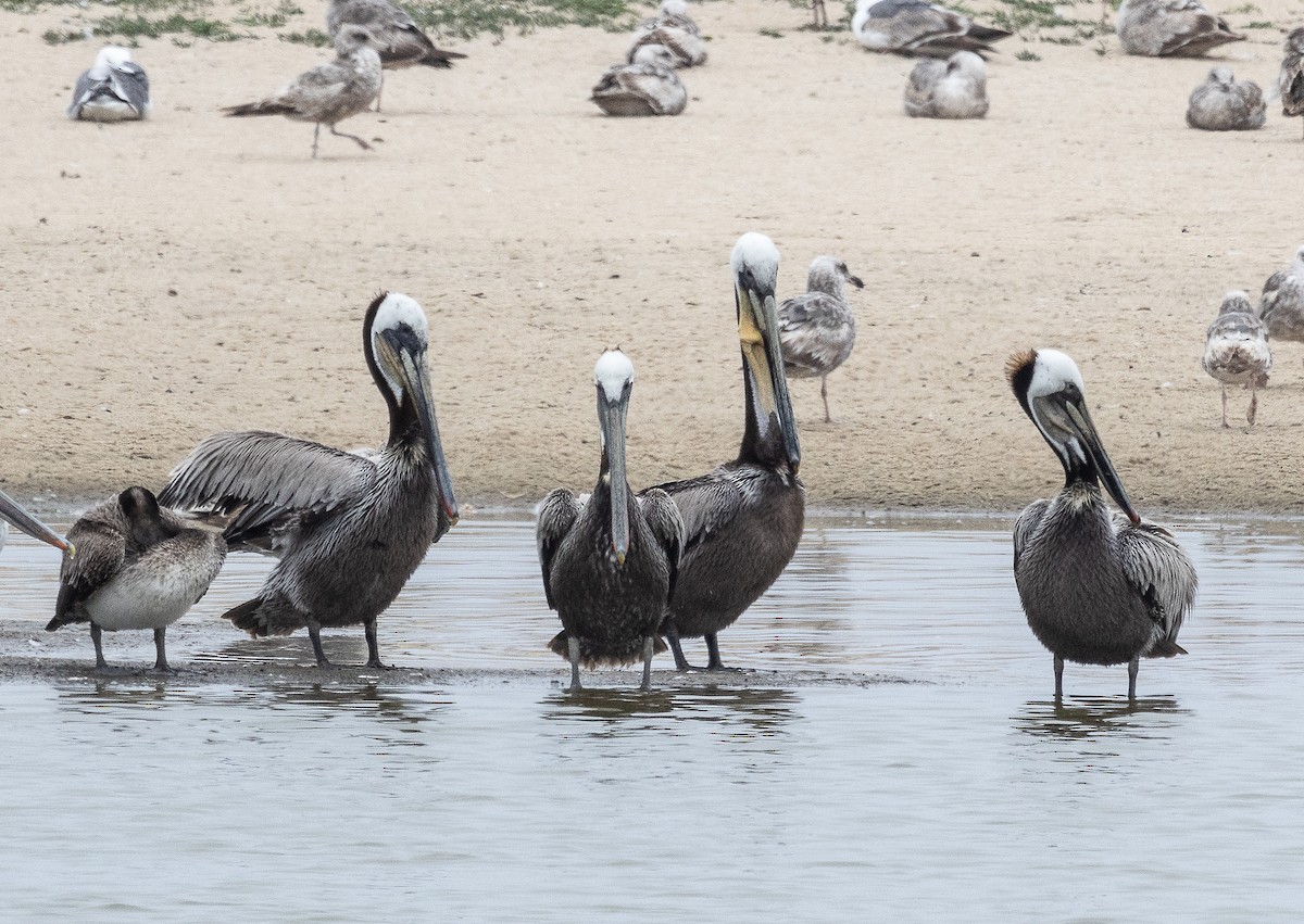 Brown Pelican - Tom Younkin