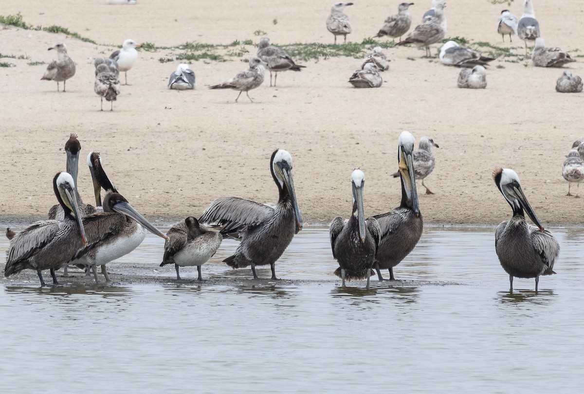 Brown Pelican - Tom Younkin