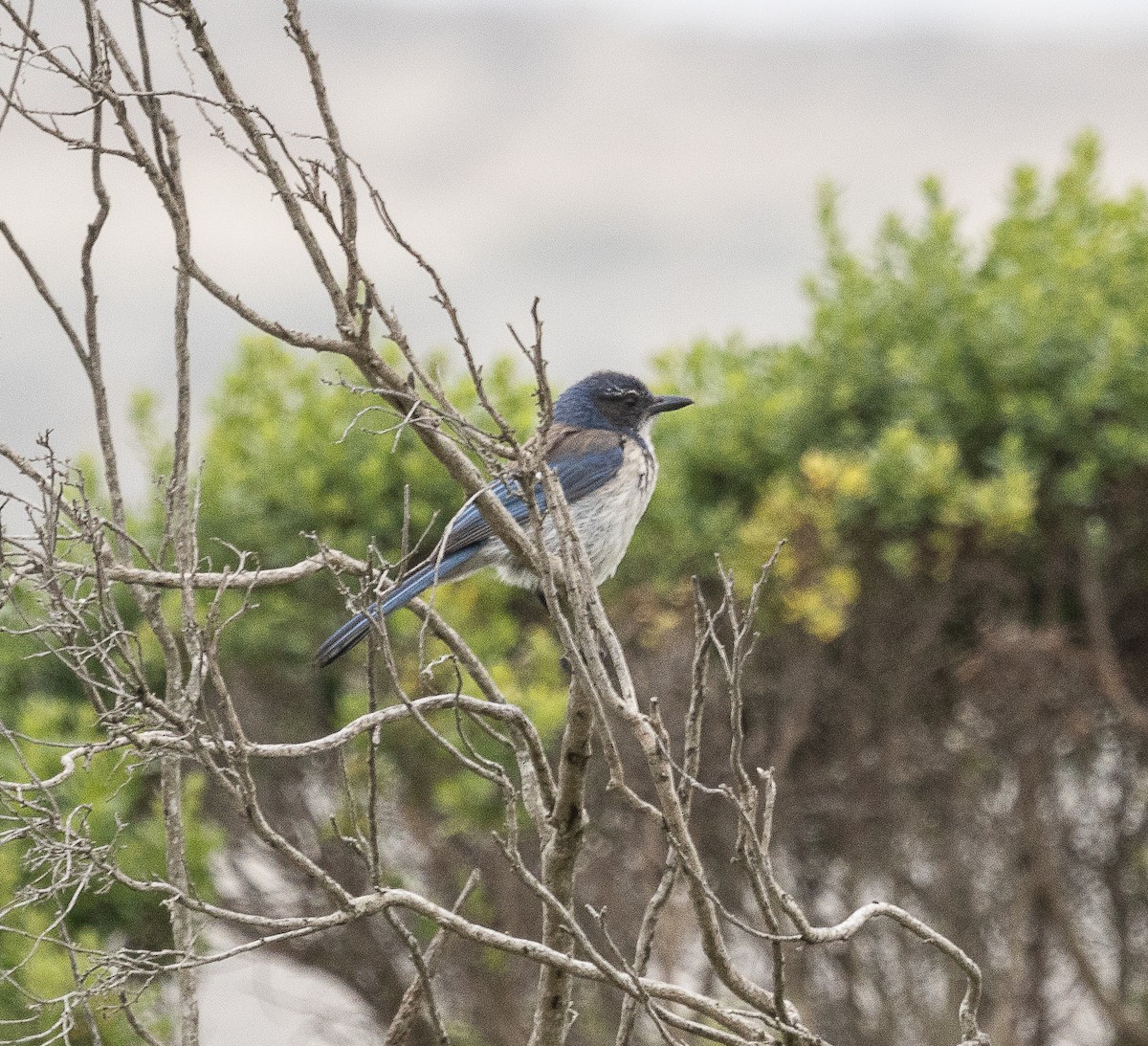 California Scrub-Jay - Tom Younkin