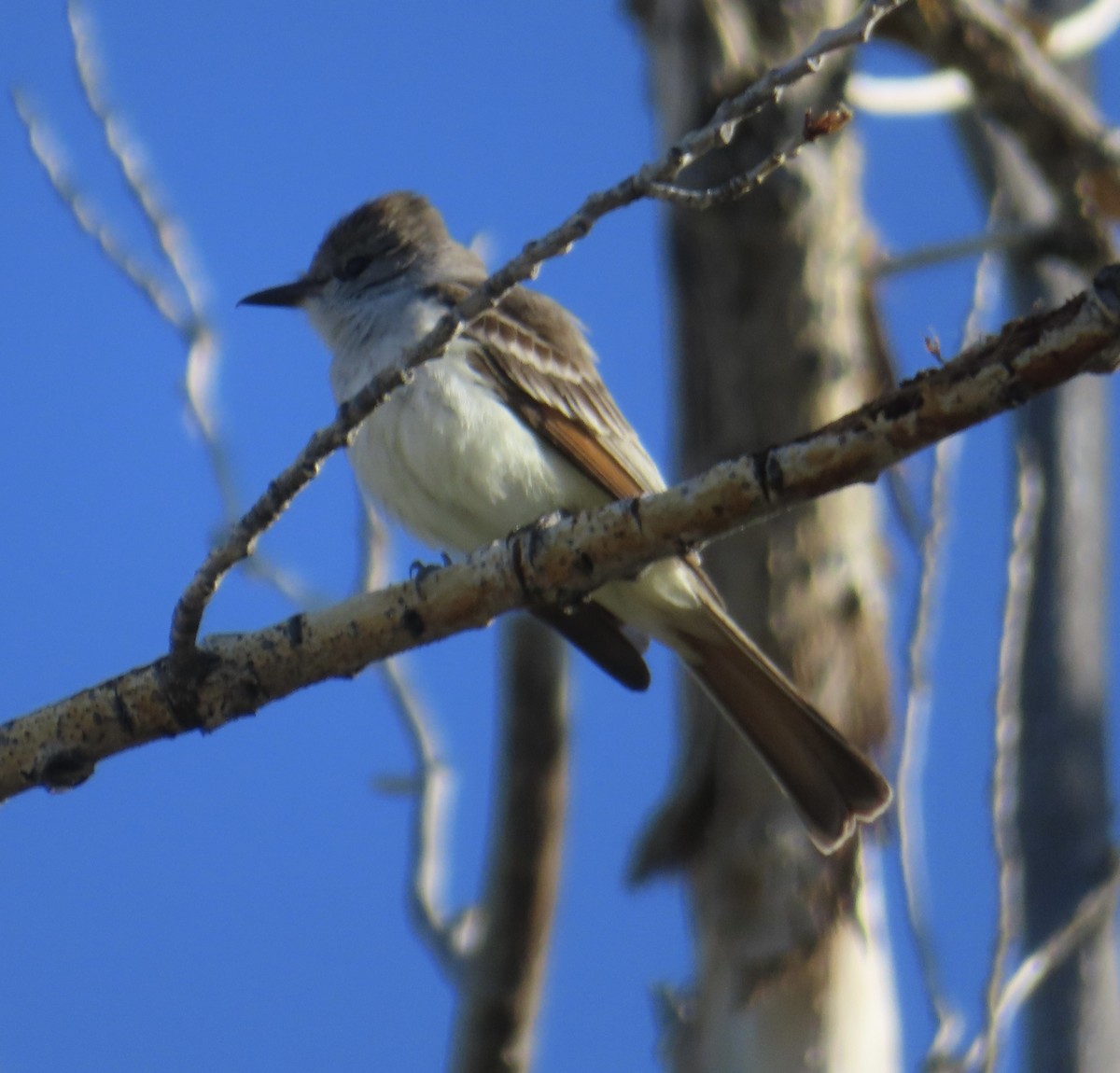 Ash-throated Flycatcher - Mohini Rawool-Sullivan