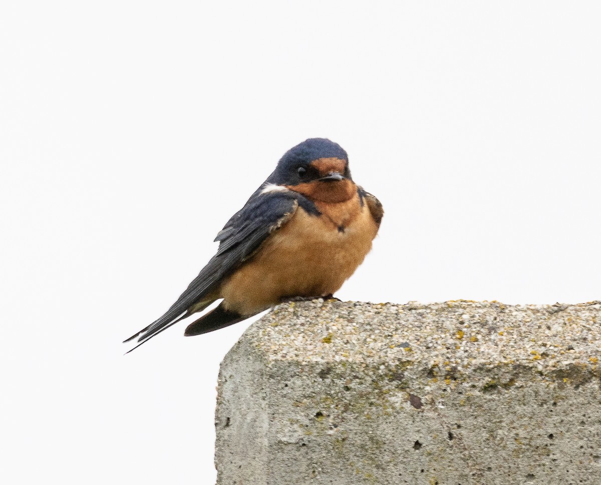 Barn Swallow - Tom Younkin