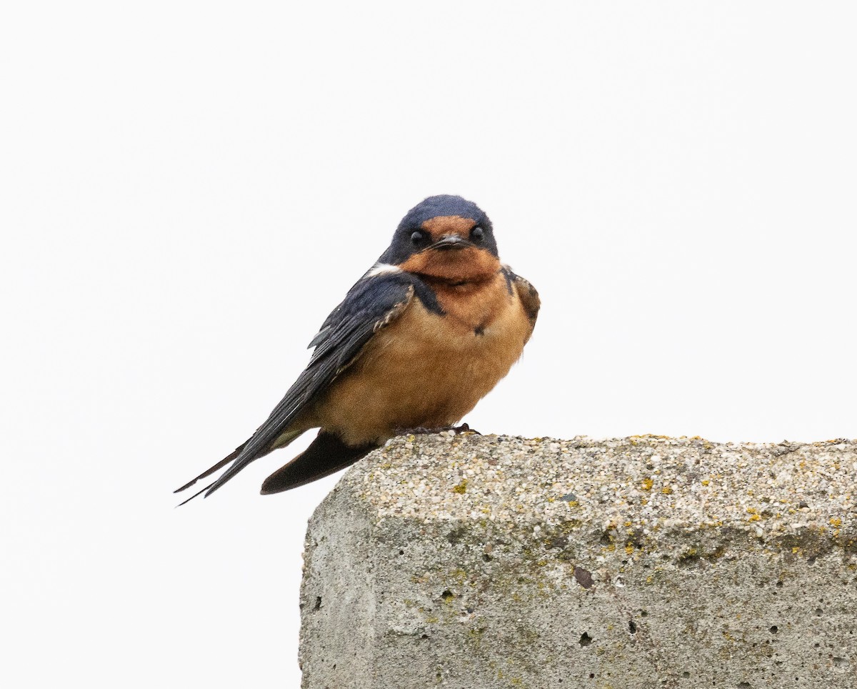 Barn Swallow - Tom Younkin