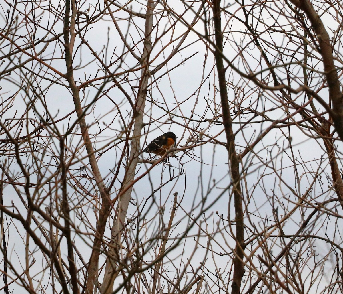 Eastern Towhee - Lisa Maier