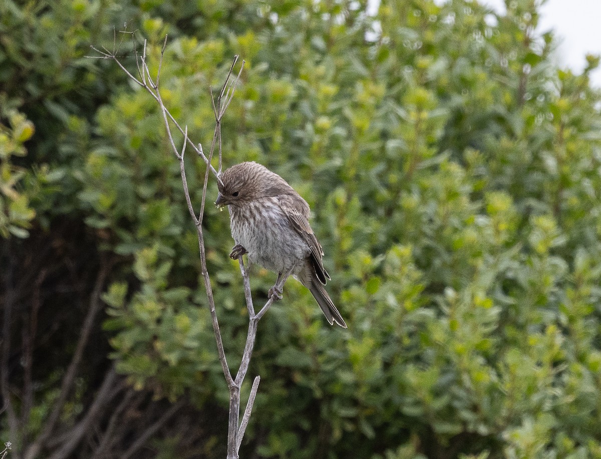 House Finch - Tom Younkin