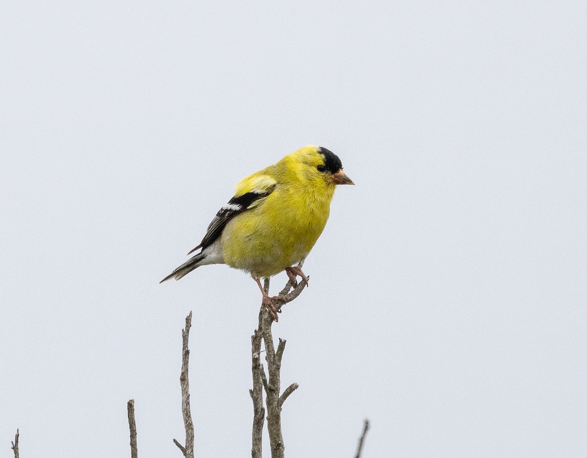 American Goldfinch - Tom Younkin