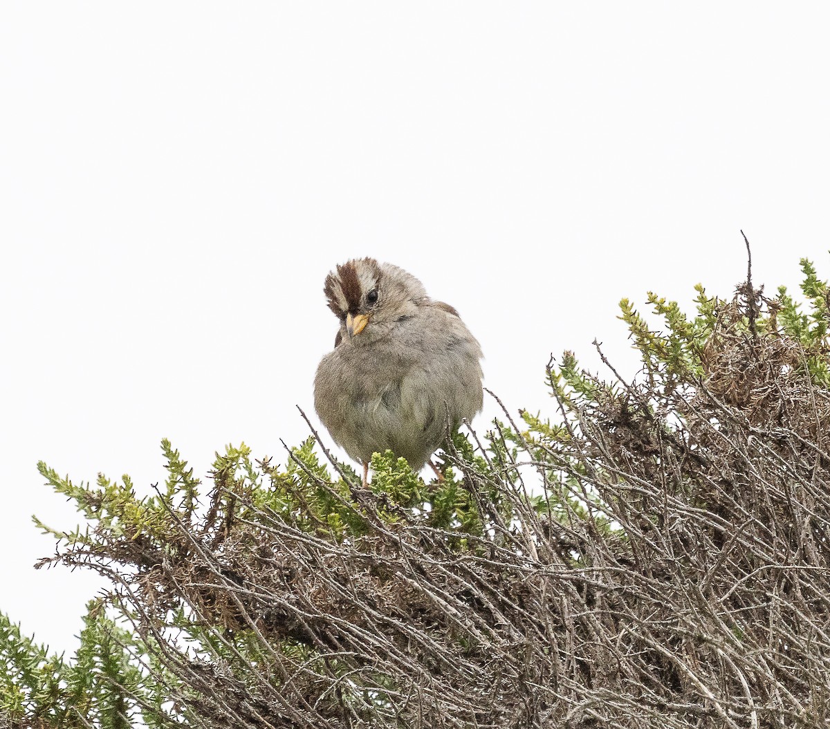 White-crowned Sparrow - Tom Younkin