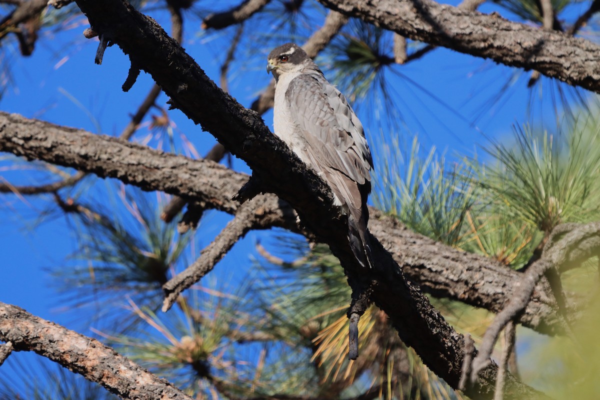 American Goshawk - Javier Cruz Nieto