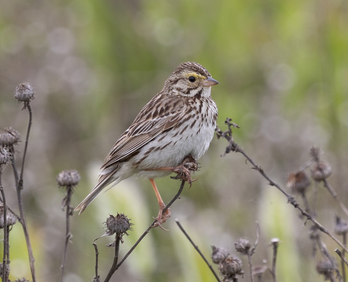 Savannah Sparrow - Tom Younkin