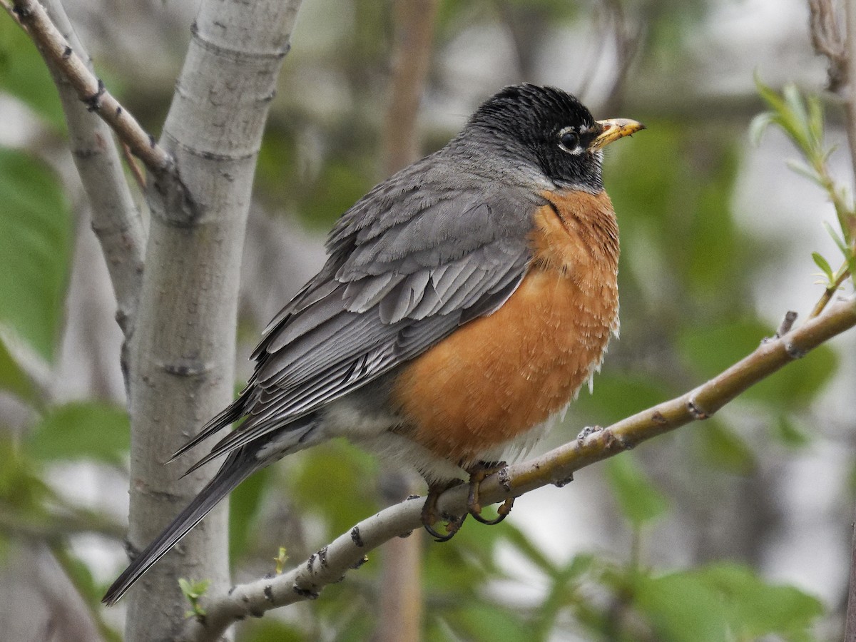 American Robin - Edith Holden