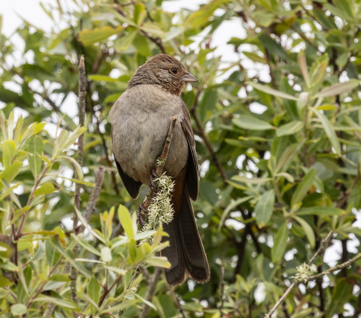 California Towhee - Tom Younkin