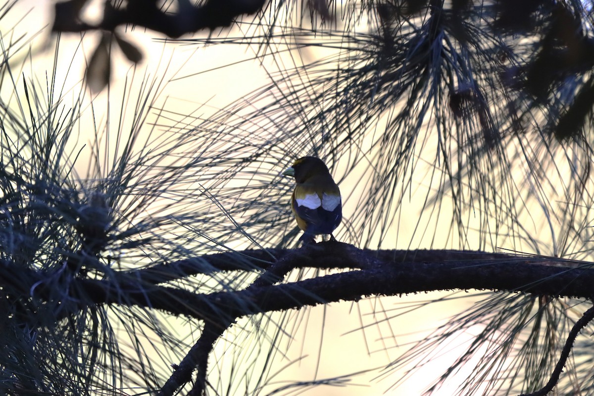 Evening Grosbeak - Javier Cruz Nieto