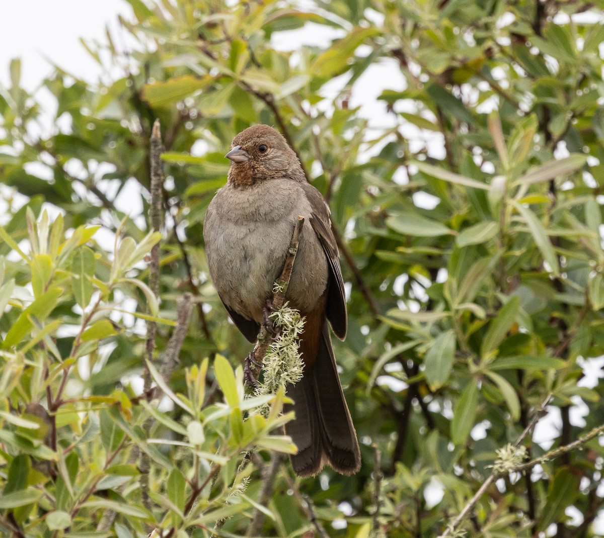 California Towhee - Tom Younkin