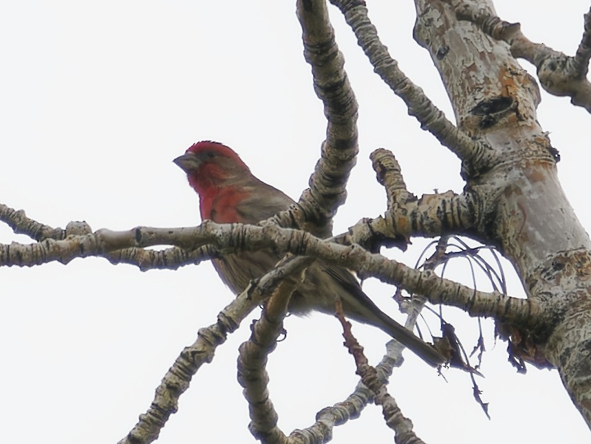 House Finch - Edith Holden