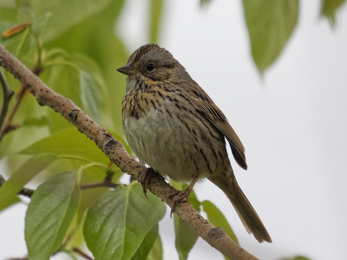 Lincoln's Sparrow - Edith Holden