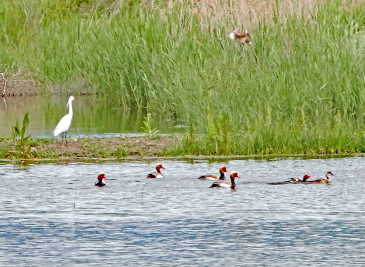 Red-crested Pochard - Diane Drobka