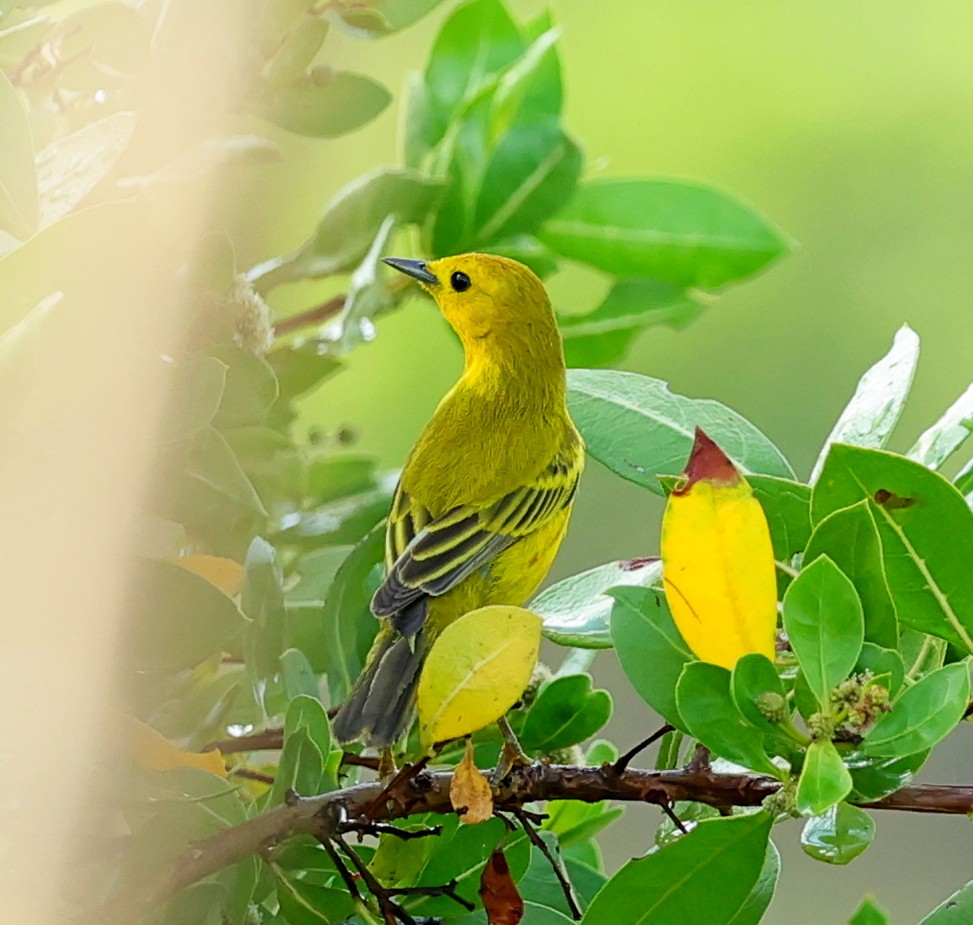 Yellow Warbler (Golden) - Maciej  Kotlarski