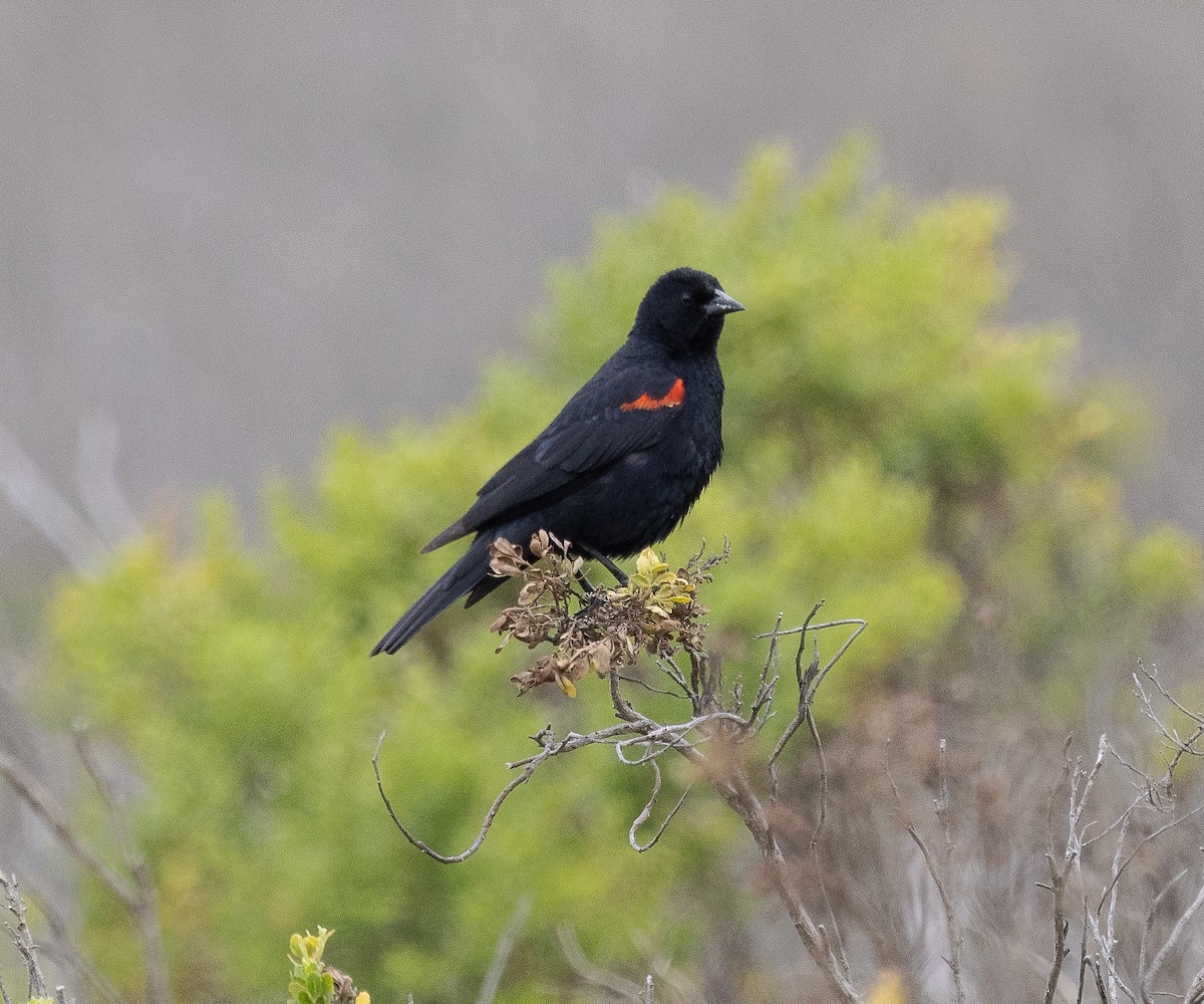 Red-winged Blackbird (California Bicolored) - Tom Younkin