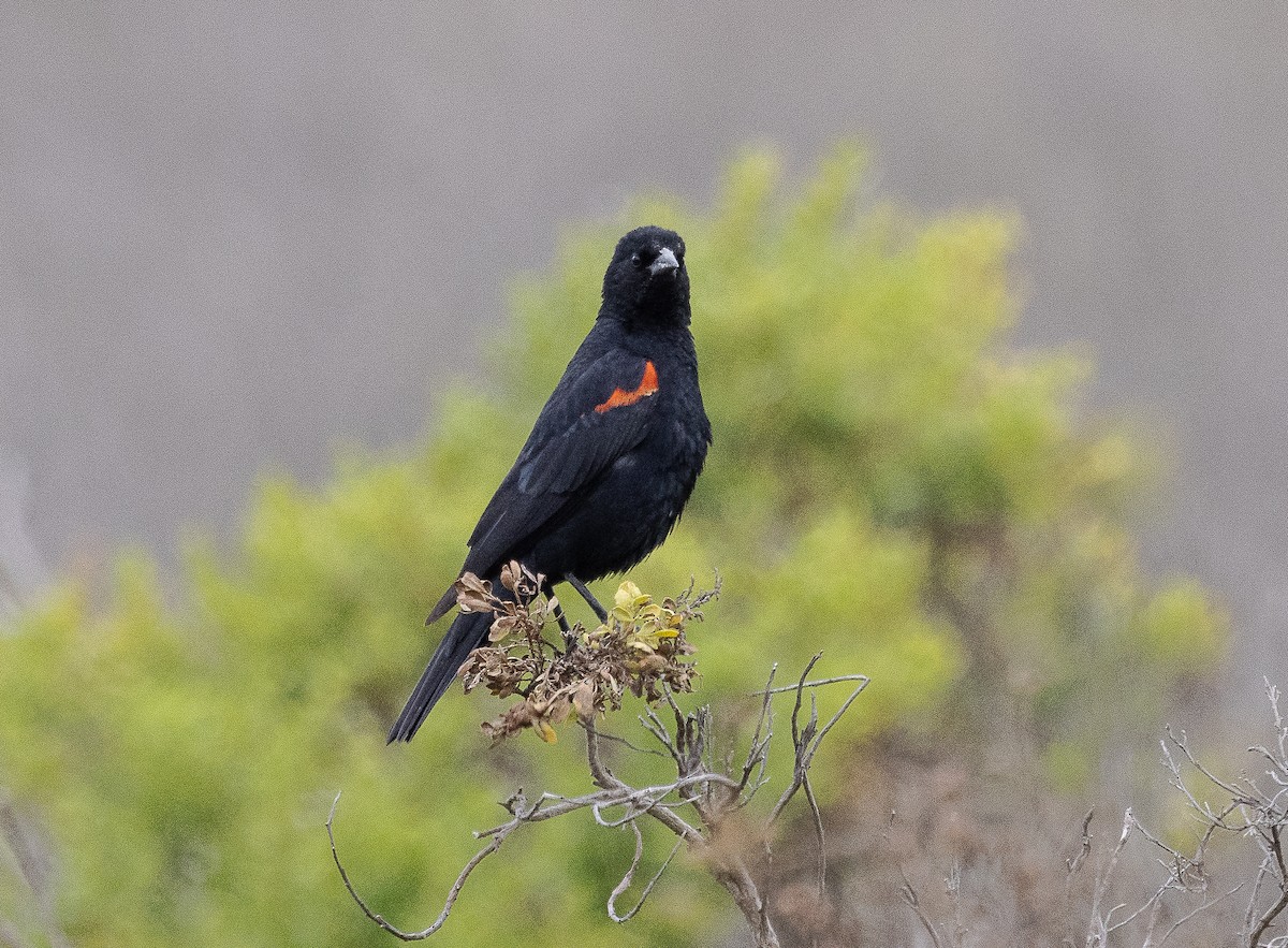 Red-winged Blackbird (California Bicolored) - Tom Younkin