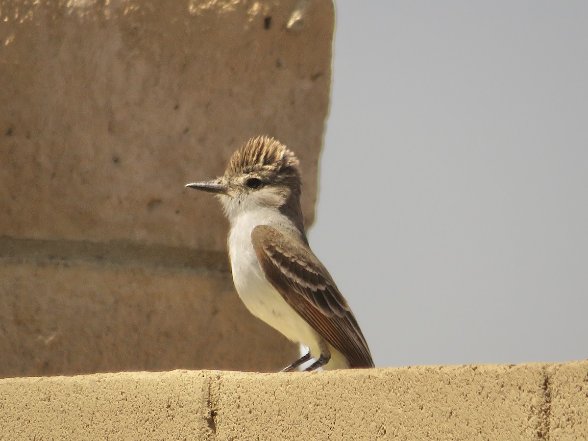 Ash-throated Flycatcher - C & A Lloyd