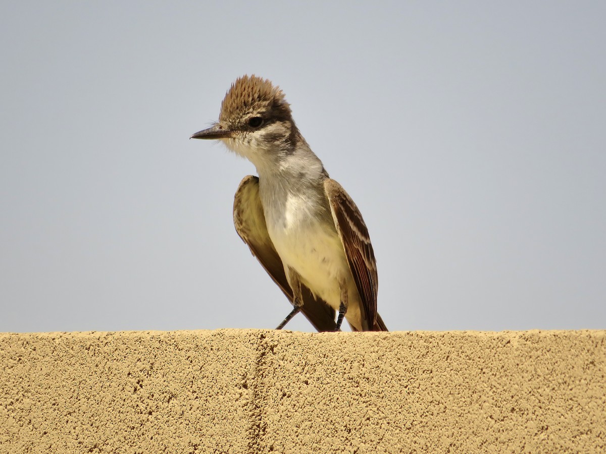 Ash-throated Flycatcher - C & A Lloyd