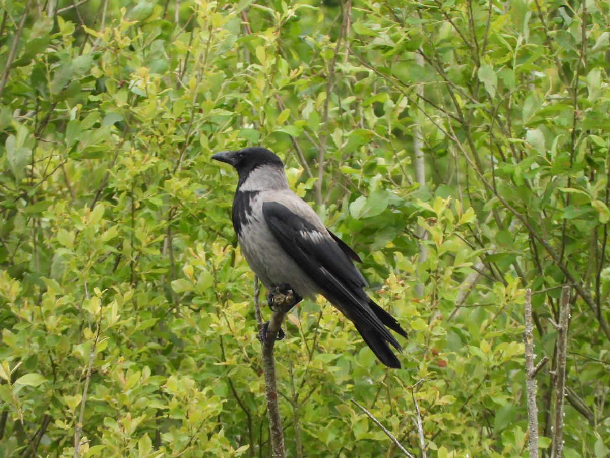 Hooded Crow - Haydee Huwel