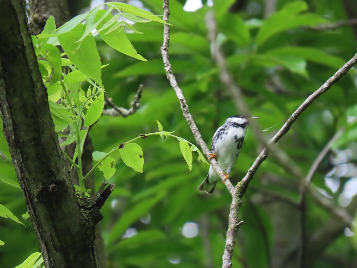 Blackpoll Warbler - Rick Robinson