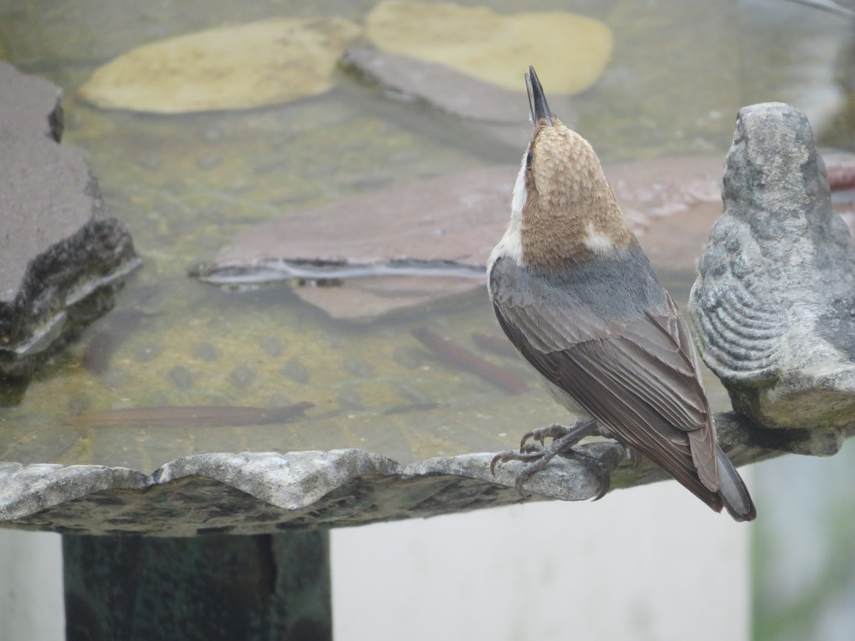 Brown-headed Nuthatch - ML619486352