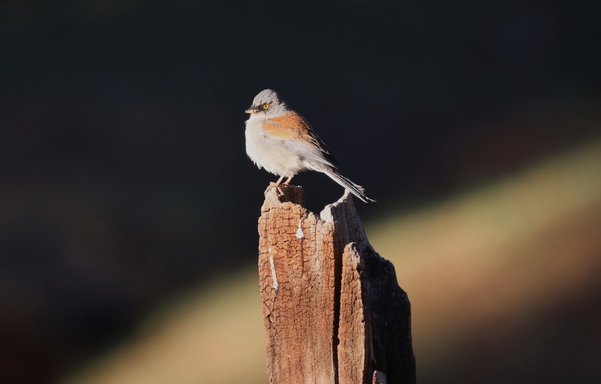 Yellow-eyed Junco - Javier Cruz Nieto