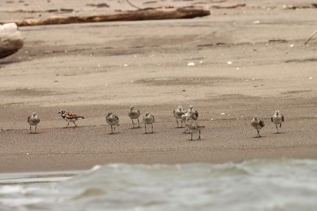 Red Knot - John van Dort