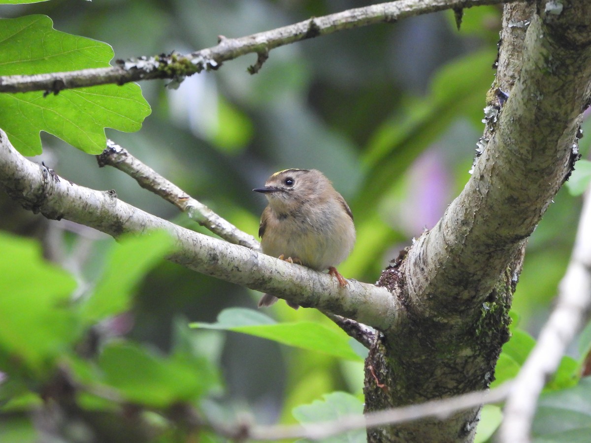 Goldcrest - Haydee Huwel