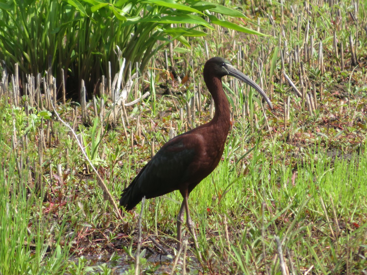 Glossy Ibis - ML619486377