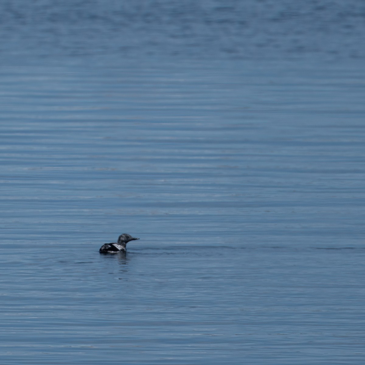 Black Guillemot - ML619486379