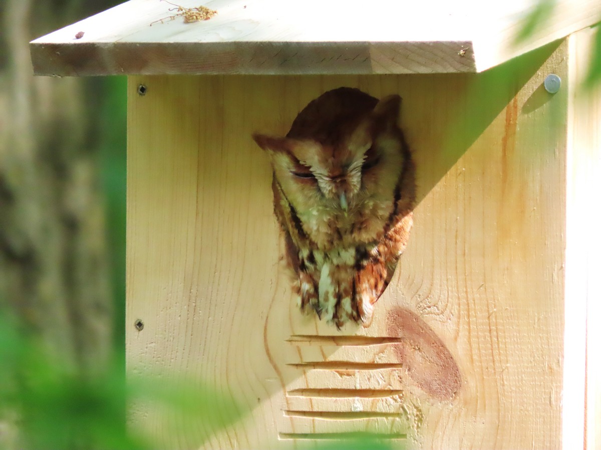 Eastern Screech-Owl - Dave&Kerry Sehloff