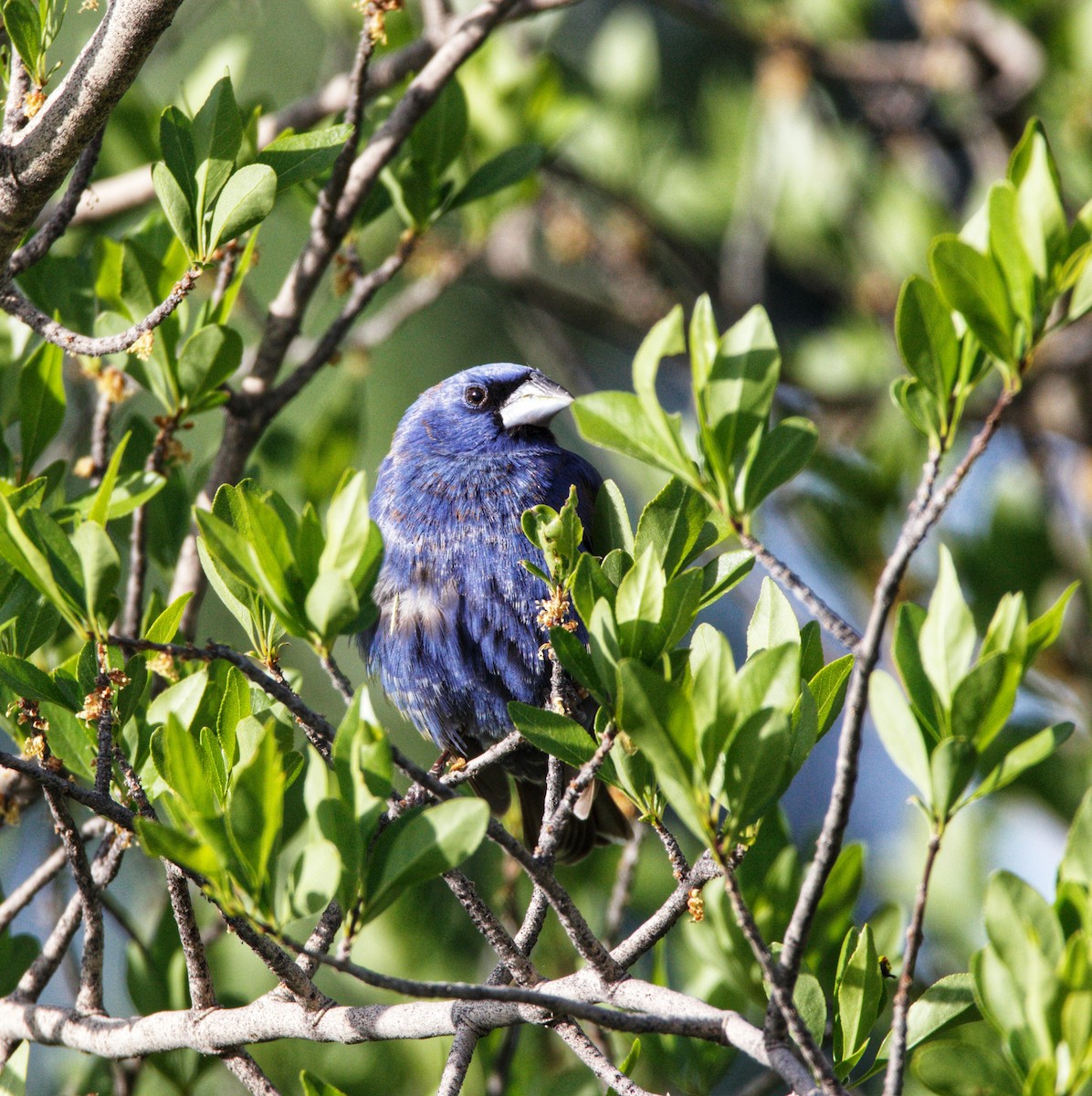 Blue Grosbeak - ML619486382