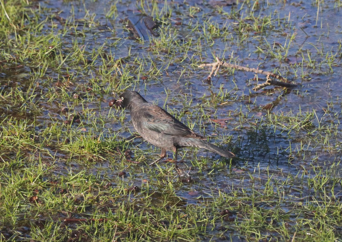 Rusty Blackbird - Lisa Maier