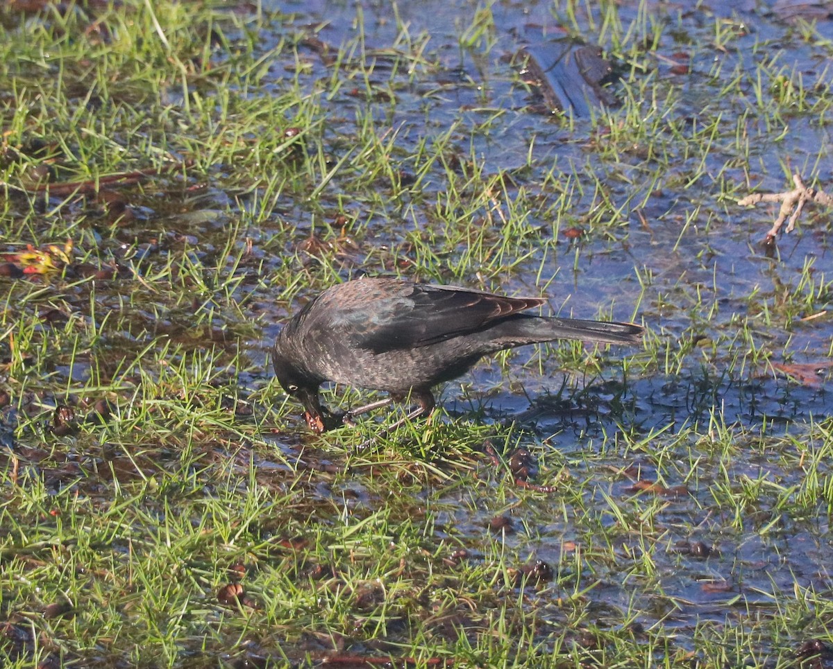 Rusty Blackbird - Lisa Maier