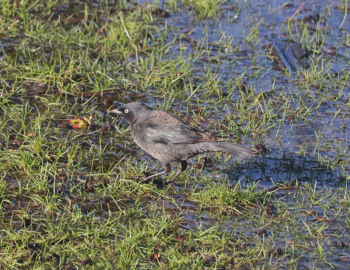 Rusty Blackbird - Lisa Maier